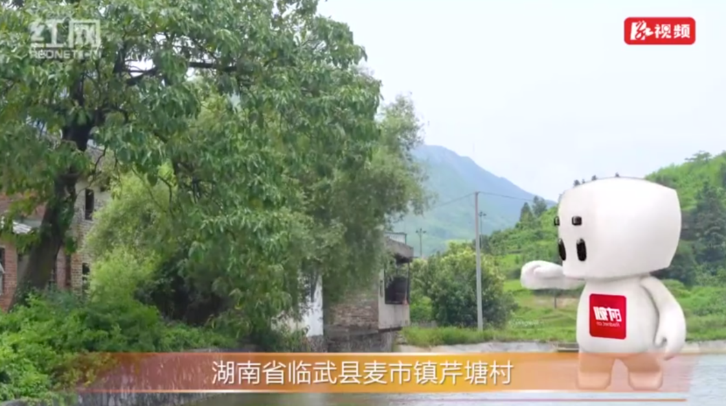 【学习强国】百秒说党史｜血色芹塘英雄村，村民冒死救红军