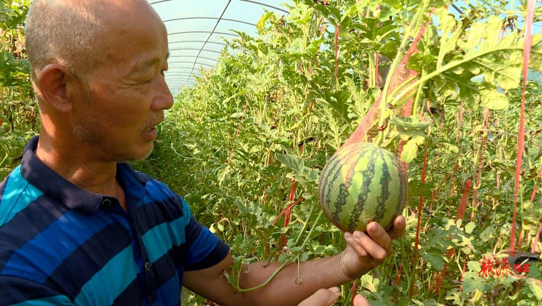 西瓜立体种植 增产效益高