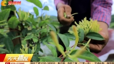 【天天播报】临武：金银花开“金银”来