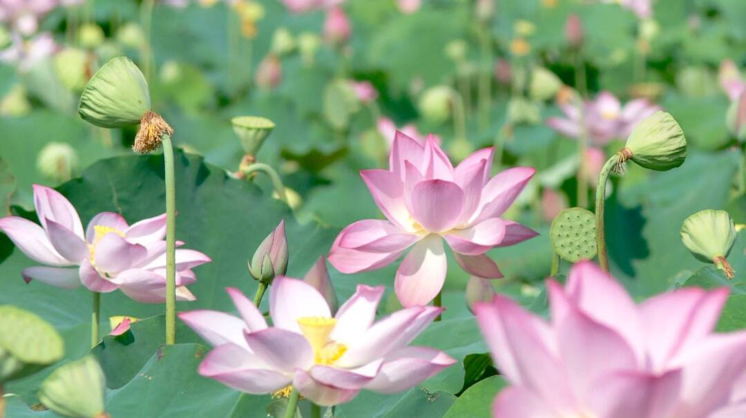 南强：十里荷花溢清香