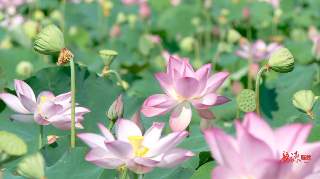 【新湖南】郴州临武南强镇：十里荷花溢清香