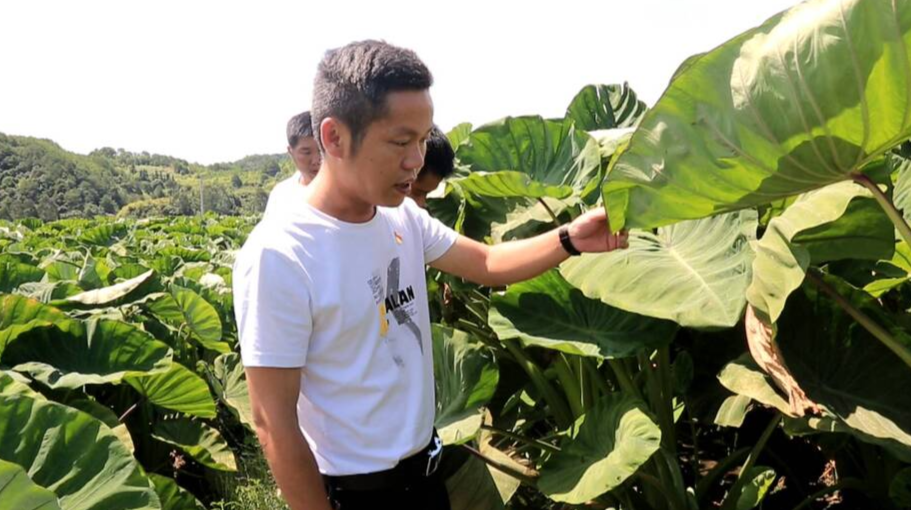 党代表风采｜陈林兵：永不停歇的“香芋支书”
