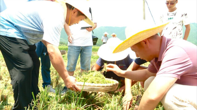 【新湖南】临武县丨做好“三稳”工作 确保粮食增收