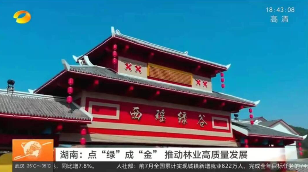 【湖南新闻联播】湖南：点“绿”成“金” 推动林业高质量发展