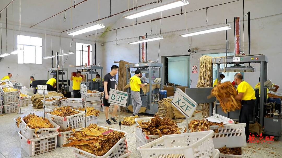 提案追踪｜做大做强我县烤烟产业