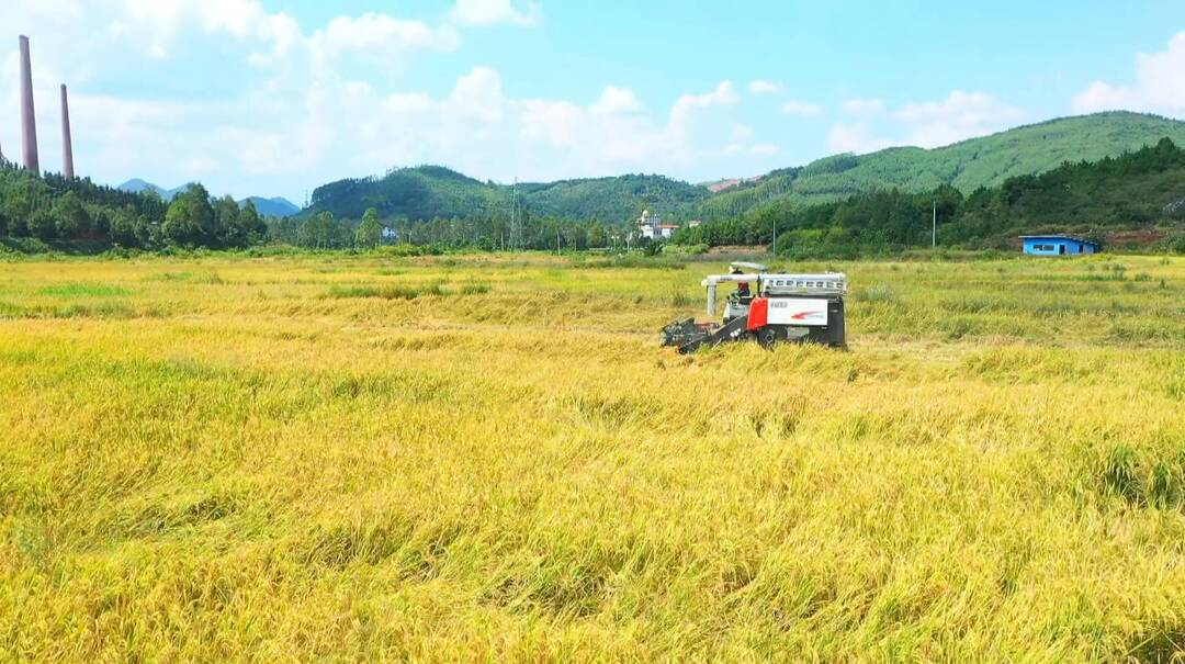 乡村振兴进行时｜汾市南岸：抛荒耕地收获首季水稻