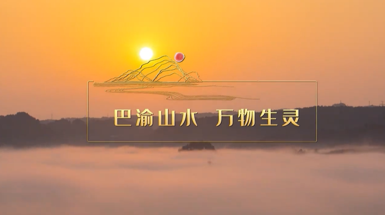 我们的共同家园｜巴渝山水 万物生灵