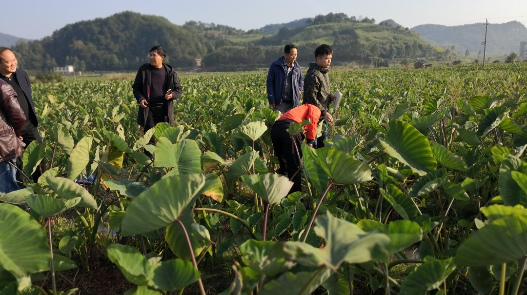 又是一年芋飘香 农技服务进基地