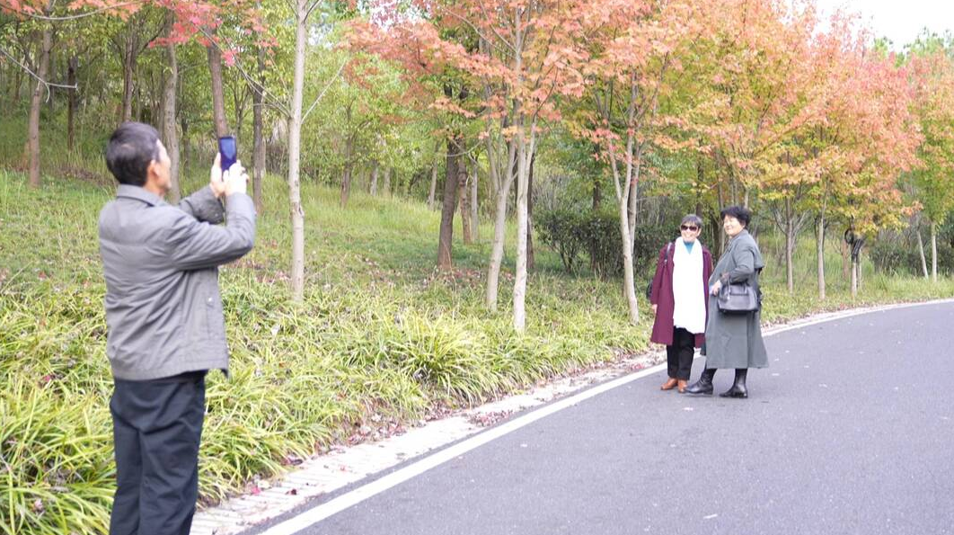 大美迴峰枫叶红