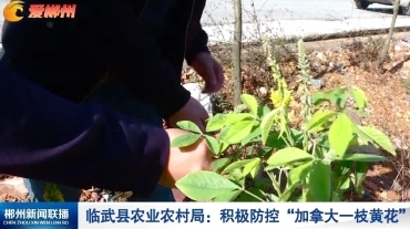 【郴州新闻联播】临武县农业农村局：积极防控“加拿大一枝黄花”