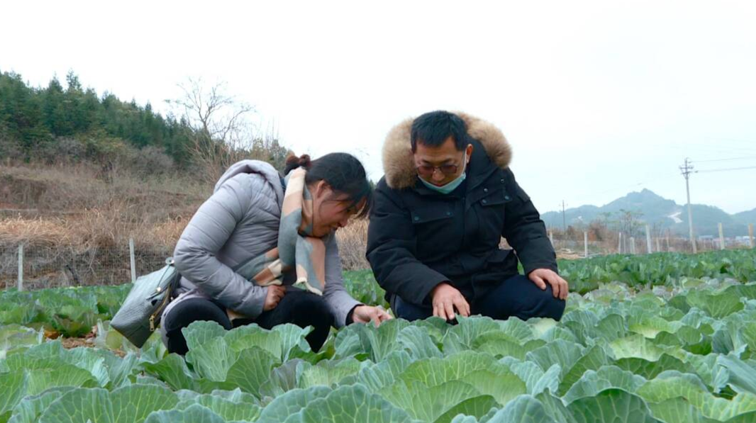 应对冰冻雨雪天气｜县农业农村局：送“良方”进田 保农作物过冬