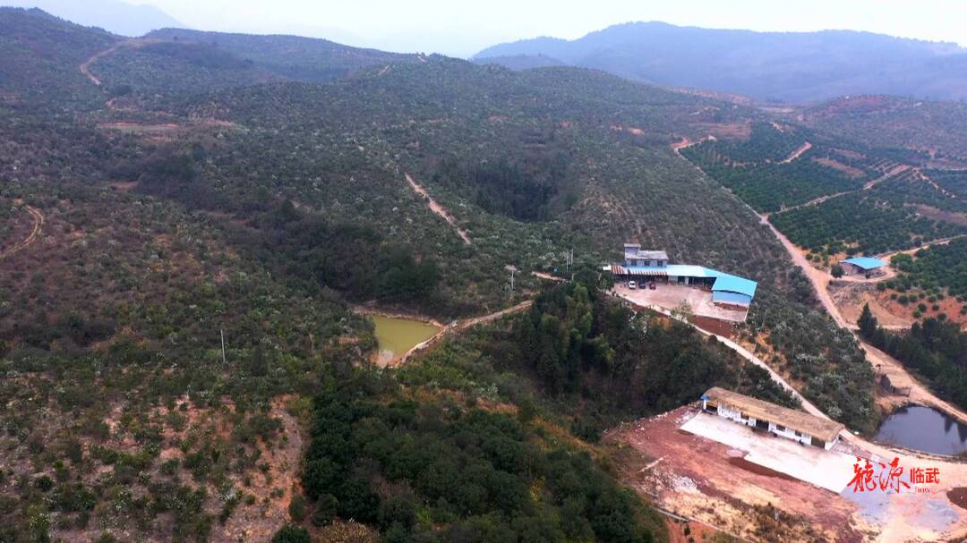 打造“一极六区”建设“五个临武” ·乡村振兴大提速｜13载坚守荒山变“宝山” 母女接力促乡村振兴