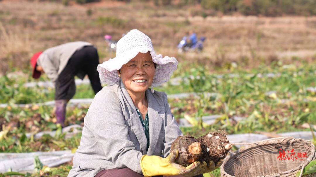 打造“一极六区”建设“五个临武”·乡村振兴大提速｜舜峰镇：香芋田里话丰收