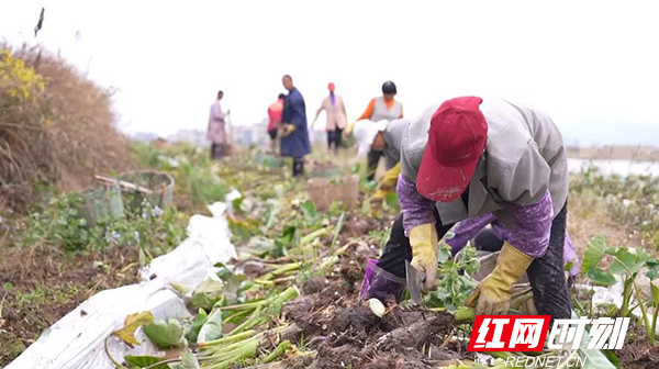 【红网时刻】临武县舜峰镇：香芋田里话丰收