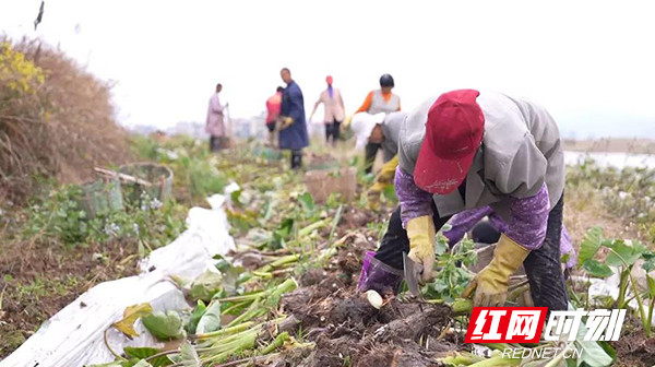 【红网时刻 湖南频道】临武县舜峰镇：香芋田里话丰收