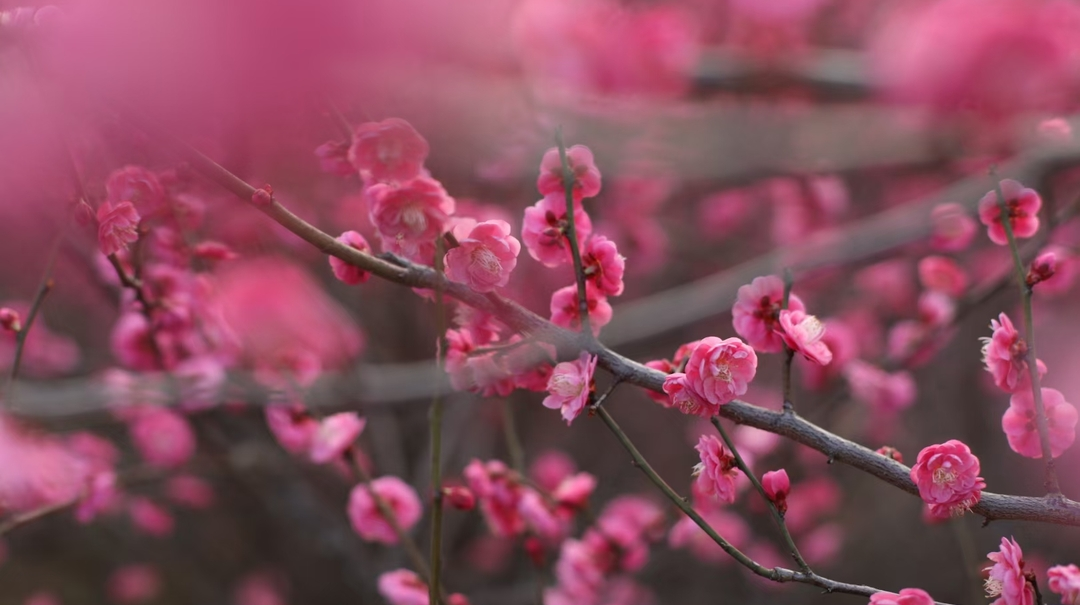 图集 | 红梅含笑迎新年