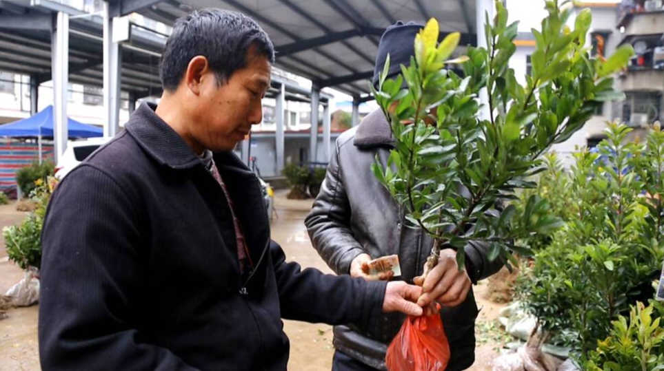 人勤春早：苗木市场火爆