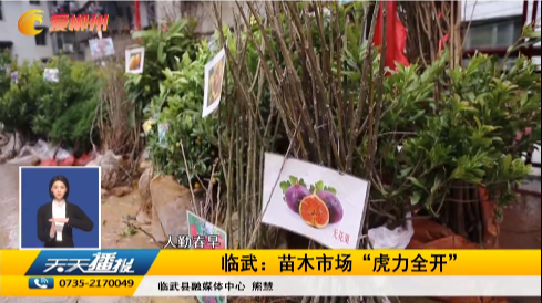 【天天播报】人勤春早·临武：苗木市场“虎力全开”
