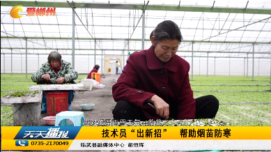 【天天播报】【应对低温雨雪天气·临武】技术员“出新招” 帮助烟苗防寒