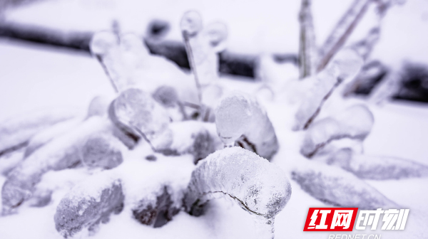 【红网时刻】临武西瑶绿谷：白雪落绿谷 银装扮西瑶