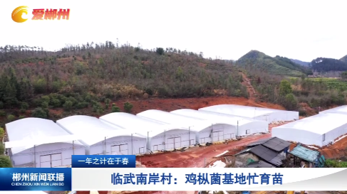 【郴州新闻联播】一年之计在于春·临武南岸村：鸡枞菌基地忙育苗