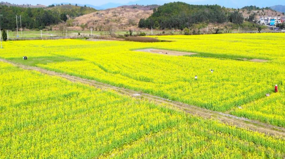 油菜花开助推乡村旅游热