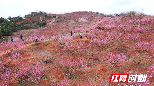 【红网时刻】临武：百花盛开“丰年”来