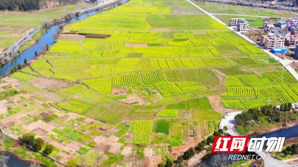 【红网时刻】临武：油菜花开助推乡村旅游热