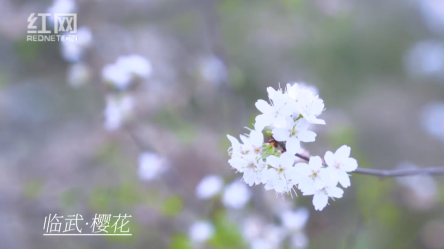 【红网时刻】视频 | 这个春分，郴州赠你一树花开