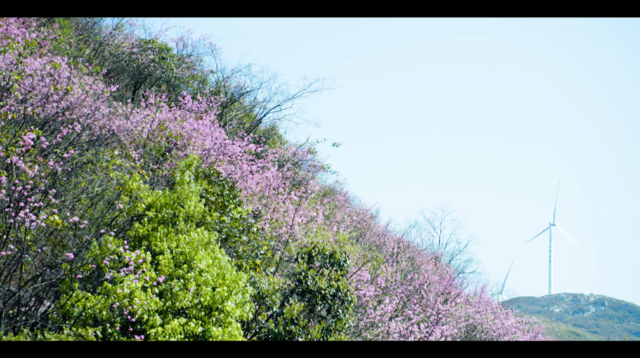 临武镇南乡茶山村|野生紫荆漫山绽放 春风摇曳惹人沉醉