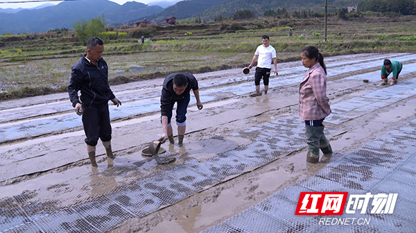 【红网时刻】临武乡村振兴进行时｜农技下到农田上 粮食安全放在心头上