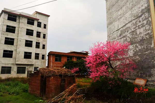 诗歌 | 城市边缘的一两株桃树