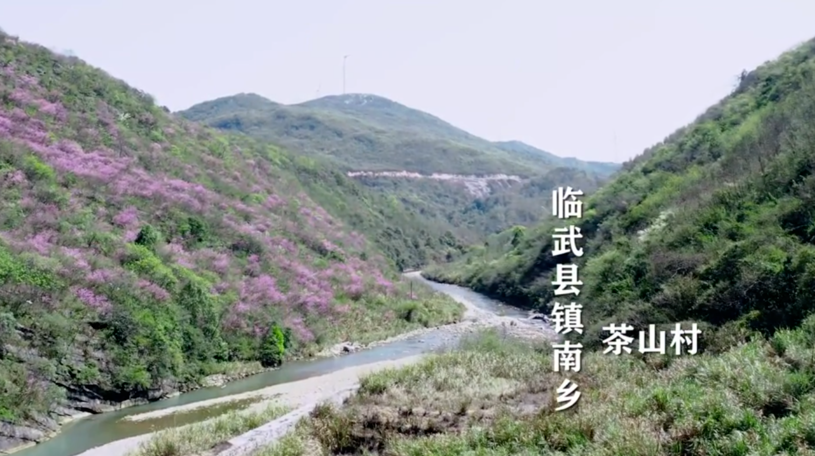 【新湖南】最美家乡推荐官|临武茶山村百亩野生紫荆花林