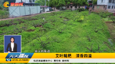 【天天播报】春天的味道：艾叶糍粑 清香四溢