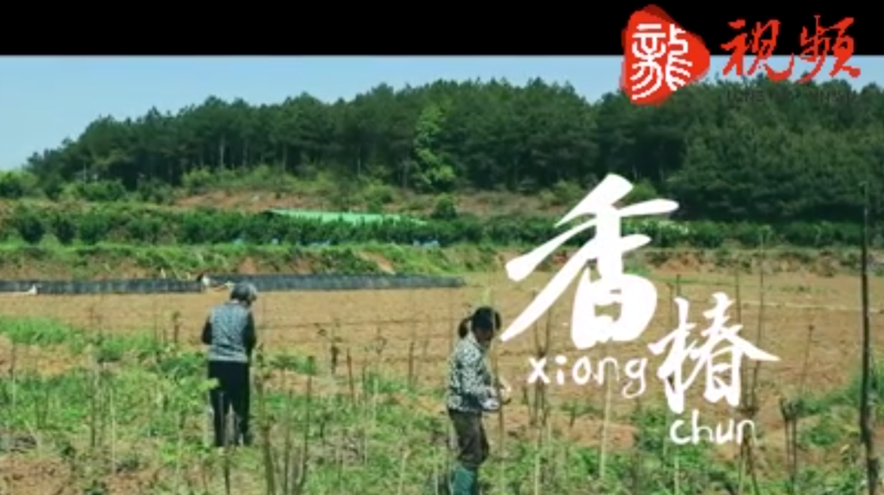 【新湖南】郴州临武：春天的味道 香椿