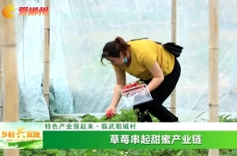 【爱郴州】特色产业强起来·临武粗城村：草莓串起甜蜜产业链