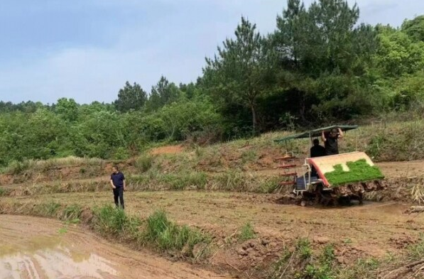 【学习强国】全力守好“粮袋子”——临武县武水镇抛荒地复耕复种工作走笔