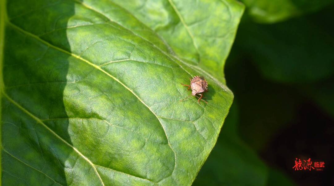 “以虫治虫”绿色防控护农田