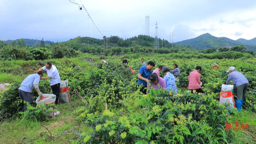 聚焦十大重点工作·乡村大振兴｜万水：千亩金银花进入采摘期