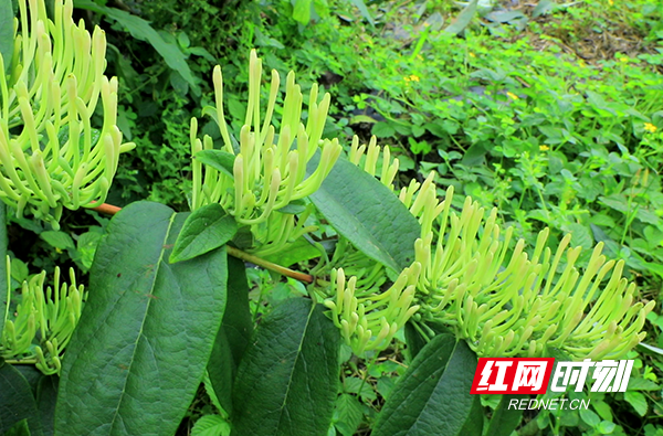 【红网时刻】临武万水：千亩金银花进入采摘期