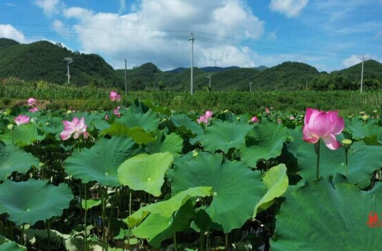 【新湖南】郴州临武南强镇上磨刀村：荷花盛开 好运“莲莲”