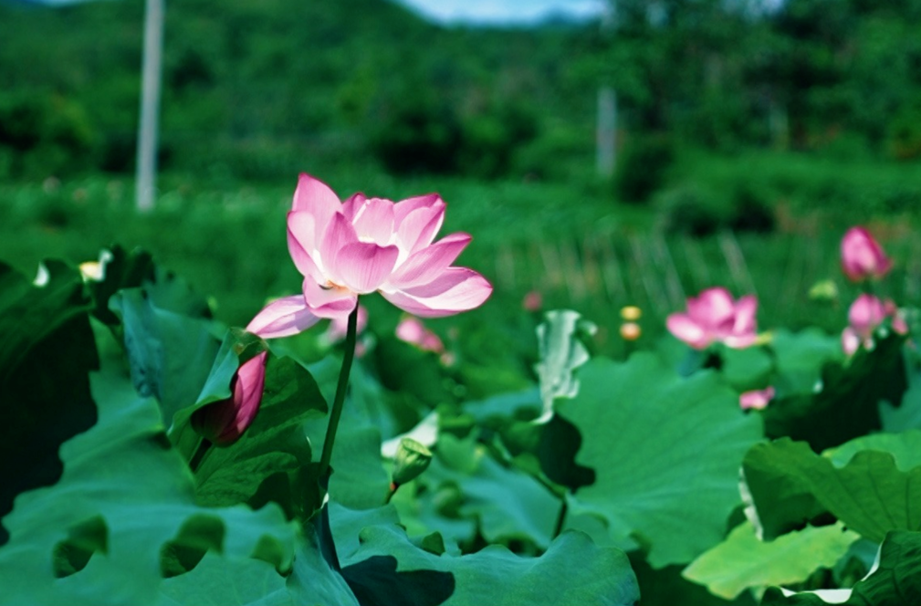 【学习强国】如画郴州丨荷花盛开 好运“莲莲”