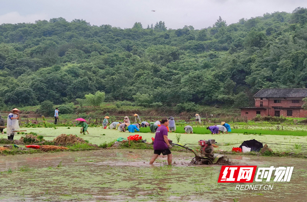 【学习强国】乡村振兴 | 临武：撂荒“加速度”复绿“遍地金”
