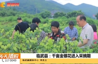 【天天播报】乡村大振兴 临武县：千亩金银花进入采摘期