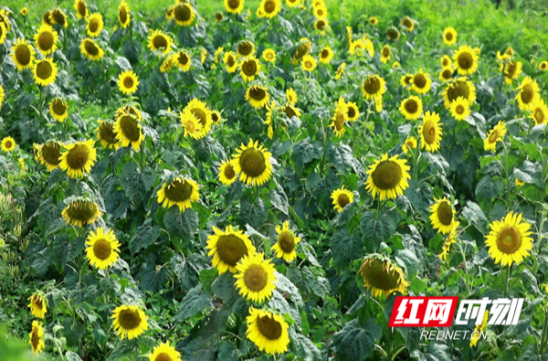 【红网时刻】临武县万水乡门头村：80亩向日葵长势喜人 丰收在望