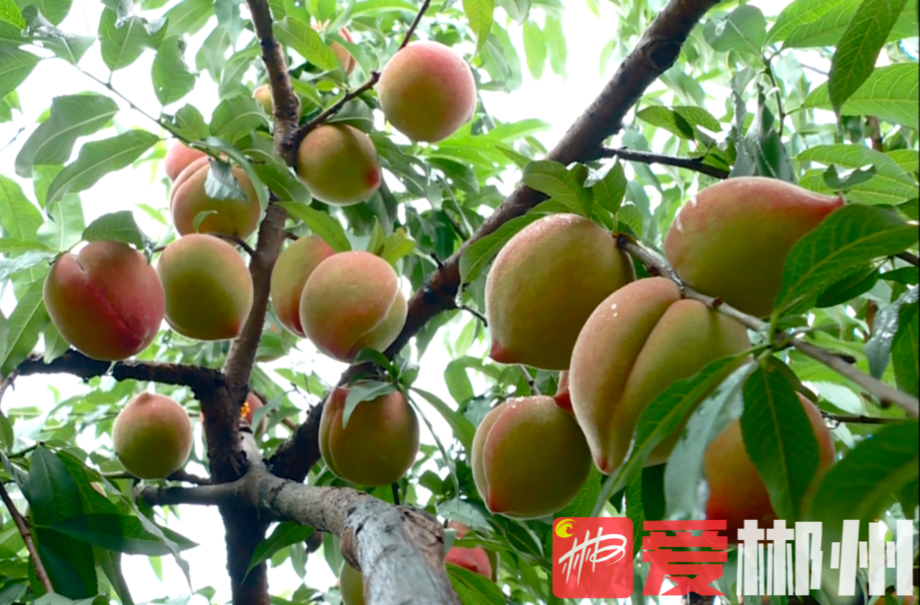 【郴州新闻联播】联播微公益 临武县：花塘“帝王”黄桃盼销售