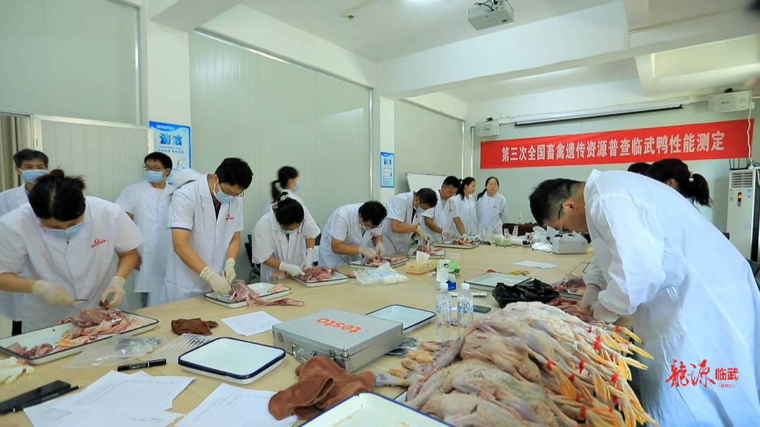 临武鸭进行第三次全国畜禽遗传资源普查性能测定