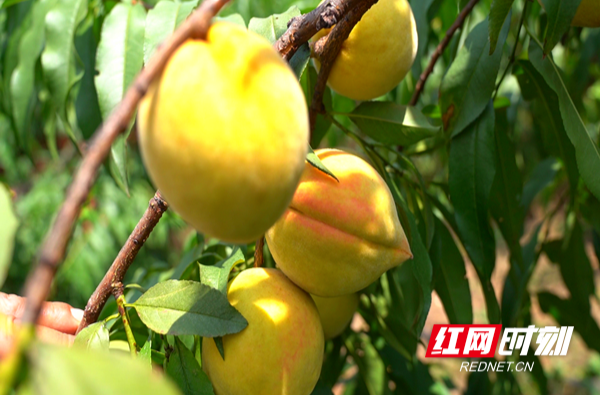 【红网时刻】千亩黄桃基地迎来丰收季