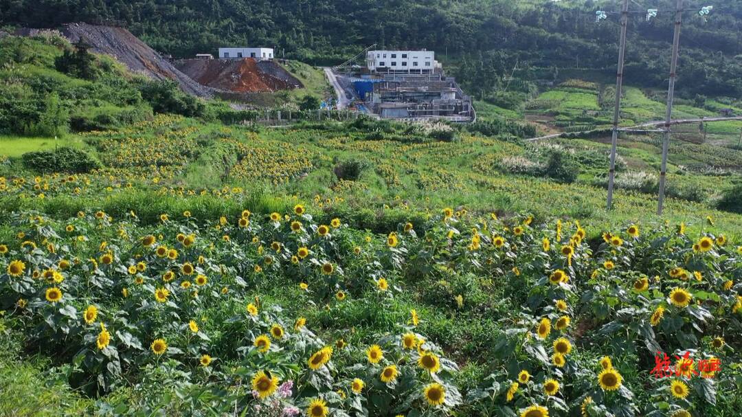 聚焦十大重大工作·乡村大振兴｜门头村:80亩向日葵丰收在望