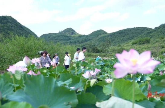 【新湖南】郴州临武：“碧珠”莲子“清凉”上市